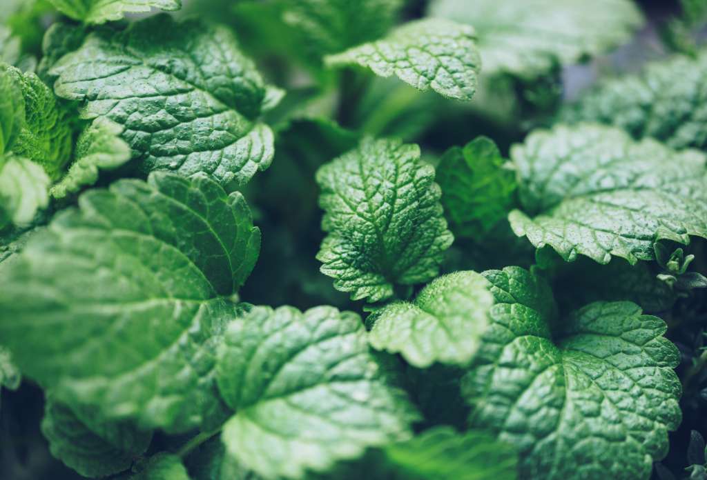 Fotografía que muestra en primer plano cerrado unas hojas de la planta de Toronjil.