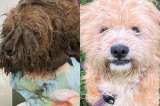 Así fue la increíble transformación de Oliver, un perrito rescatado de las calles