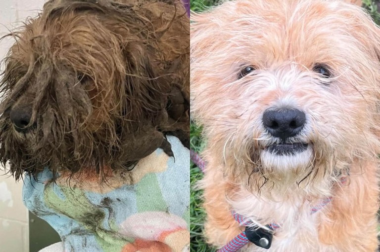 Así fue la increíble transformación de Oliver, un perrito rescatado de las calles