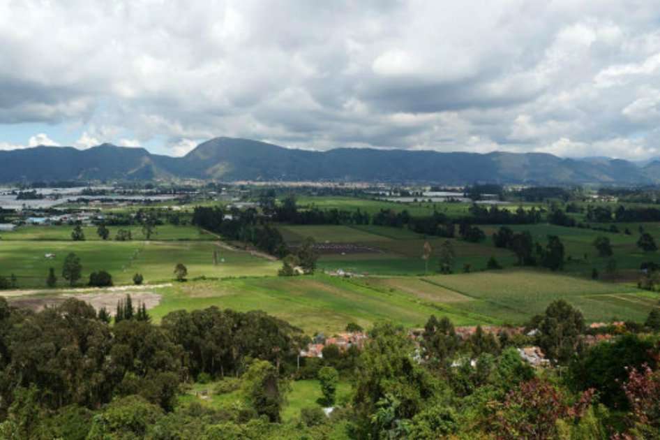 En los últimos cuatro años se han sembrado alrededor de 486.000 árboles en Bogotá. / Archivo El Espectador