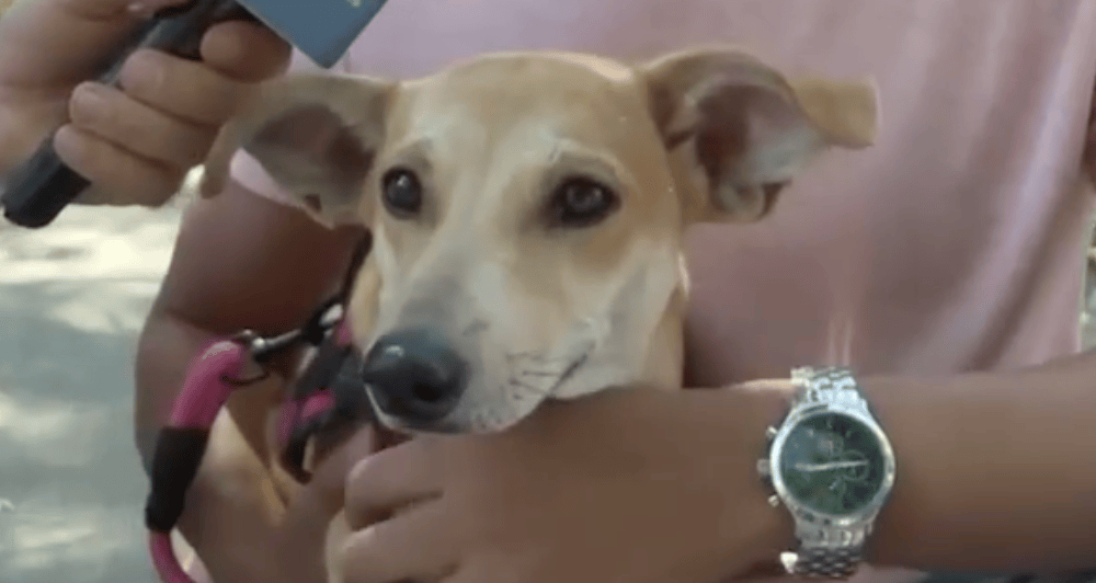 Ella es Mona, la perrita rescatada.