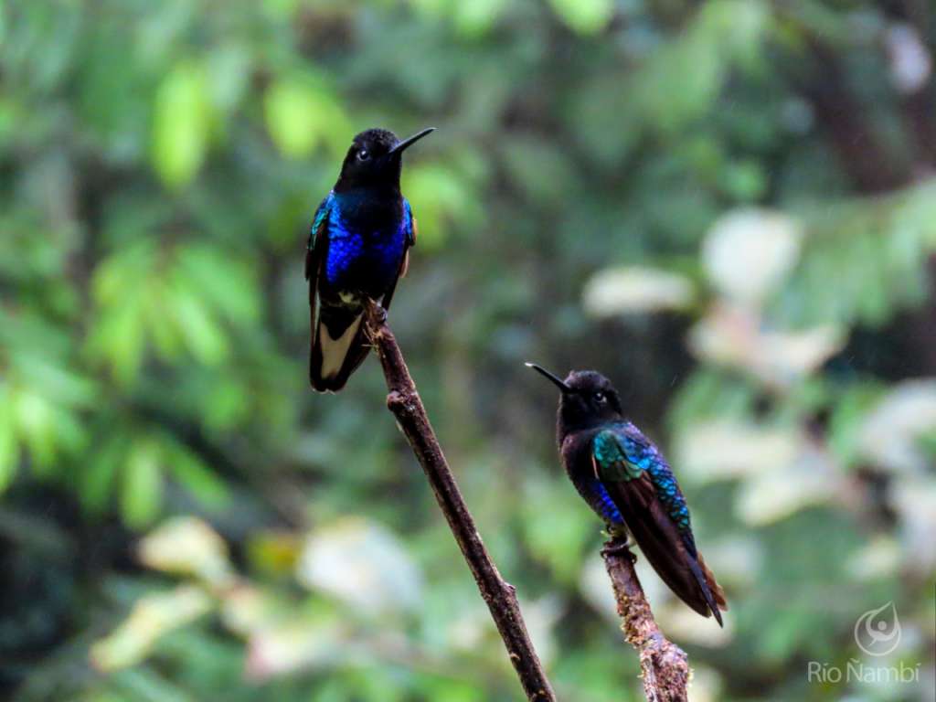 En Río Ñambí se encuentran 29 especies de colibríes, algunas solo han sido avistadas allí.