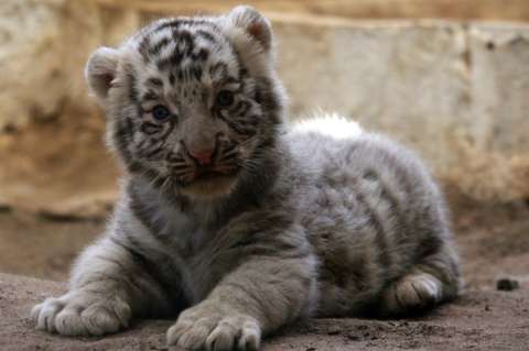 Los dos cachorros de tigres belgas que nacieron en un zoológico de México