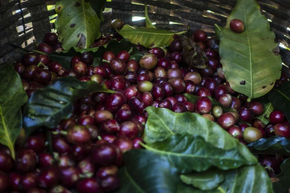 Los cafeteros realizan congreso virtual.