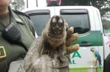 Rescatan a mono tití que estaba en el techo de una casa de Bogotá