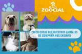 (VIDEO) Cinco cosas que nuestros animales de compañía nos enseñan