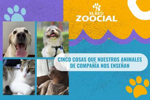 (VIDEO) Cinco cosas que nuestros animales de compañía nos enseñan
