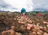 Gobierno prepara arancel cero para cerca de 270 insumos agropecuarios