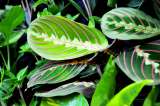 Maranta tricolor: cuidados de esta planta exótica de interior