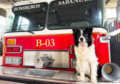 Una heroína con patas: Nikita, el alma perruna del cuerpo de bomberos de Sabaneta