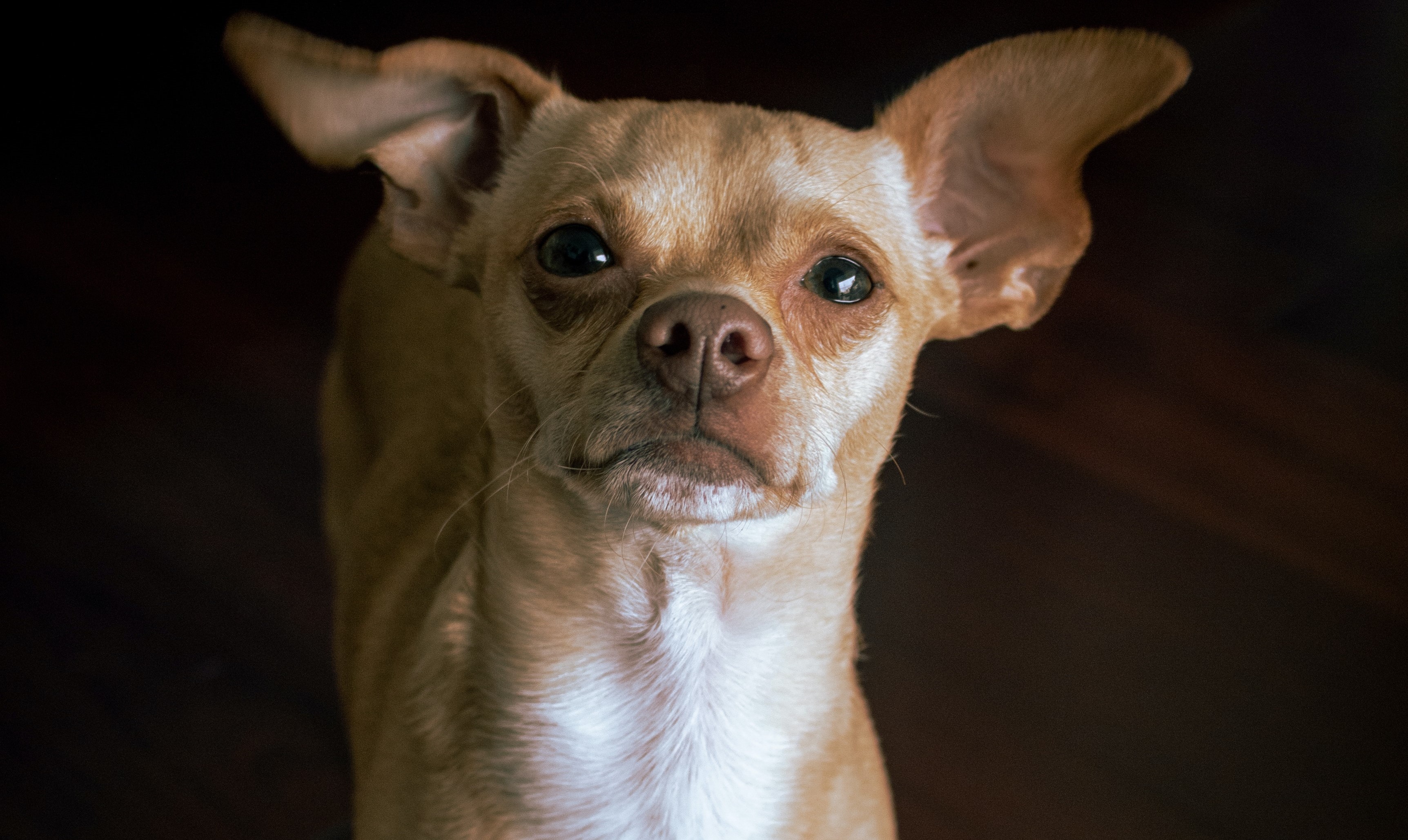 Los perros derraman lágrimas asociadas a emociones positivas gracias a la oxitocina, conocida como la hormona materna o del amor, que también está presente en los caninos.