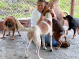 Fundación de animales aledaña al Nevado del Ruiz necesita su ayuda