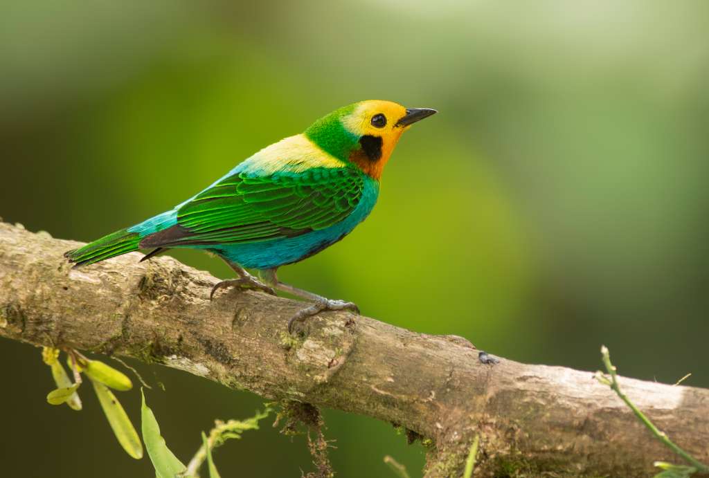 Colombia BirdFair