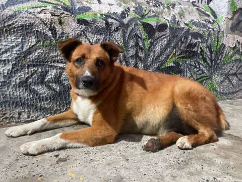 Carramán, el perro que logró unir a toda una comunidad en Teusaquillo