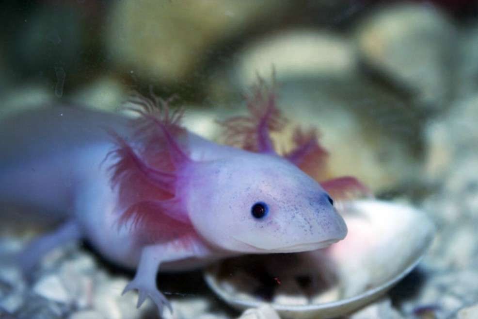 El ajolote (Ambystoma mexicanum), del náhuatl ?x?l?tl ("animal de piel lisa de agua") es una especie de anfibio caudado de la familia Ambystomatidae. Es endémico del sistema lacustre del valle de México. / Wikipedia