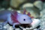 Los axolotl de Cortázar en riesgo de extinción