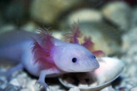 Los axolotl de Cortázar en riesgo de extinción