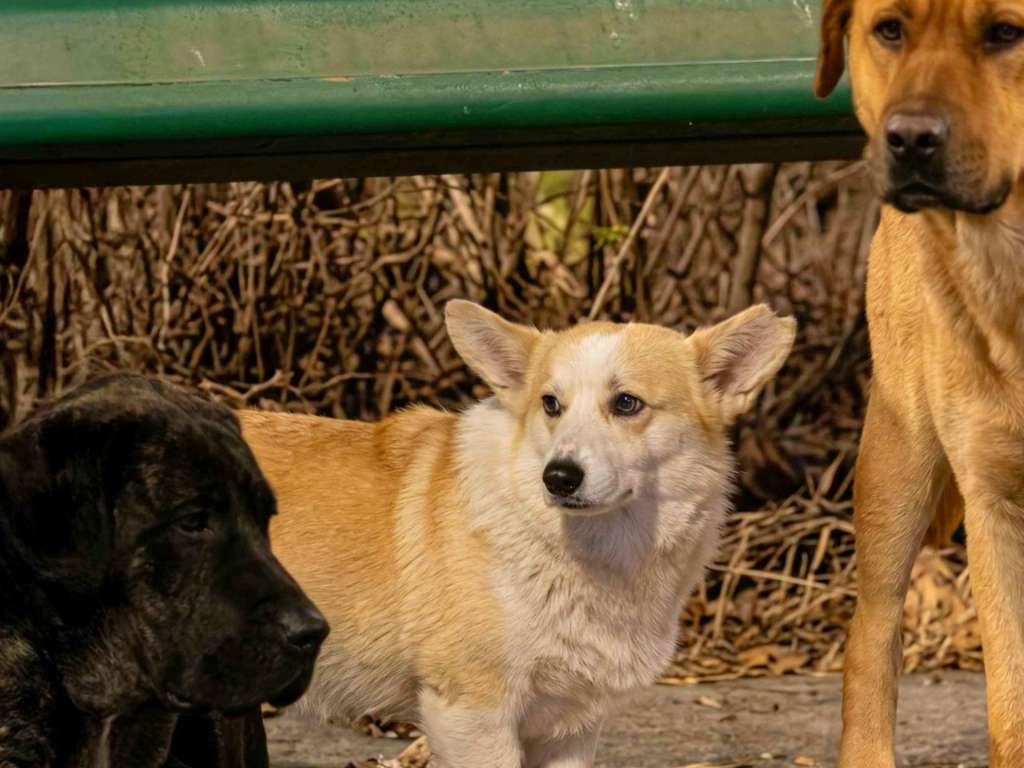 Varios automovilistas que observaron a los perros caminar juntos decidieron grabar lo ocurrido y dar aviso a rescatistas.