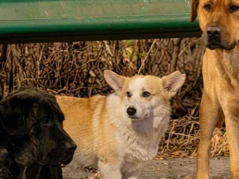 No hubo reencuentro ni escape: el video de los siete perros en China no era real