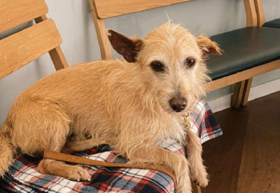 Su nueva dueña comparte su proceso de adaptación y bienestar en redes sociales, con el objetivo de concientizar sobre la adopción de perros rescatados.