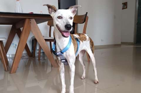 Bubba encontró un hogar, pero la regresaron al refugio en menos de una semana