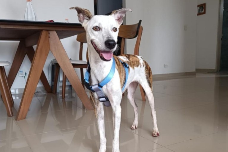 Bubba encontró un hogar, pero la regresaron al refugio en menos de una semana