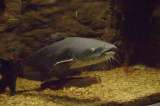 Cientos de peces aparecieron con tumores. Científicos creen que sería un tipo de cáncer