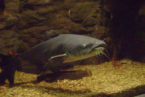 Cientos de peces aparecieron con tumores. Científicos creen que sería un tipo de cáncer