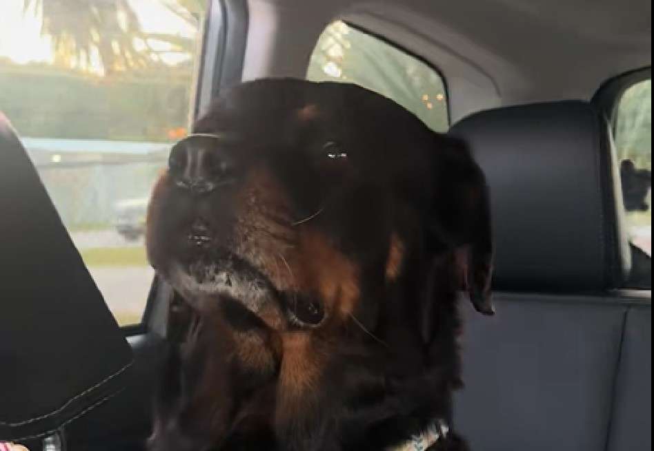 Durante la jornada, Holly compartió actividades cotidianas como paseos, descanso y momentos de afecto, experiencias que, según estudios sobre comportamiento animal, contribuyen significativamente al bienestar de los perros en refugios.