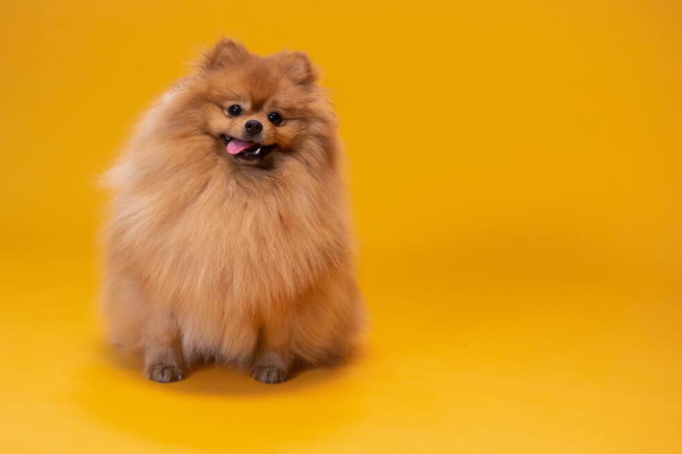 Perros peludos 5 razas con mucho pelo que te encantarán