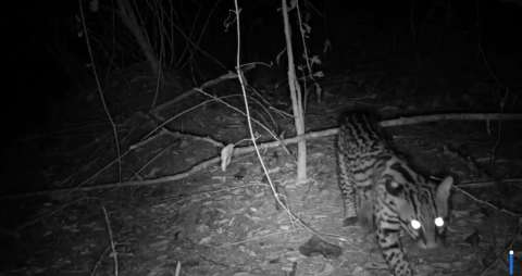 Cámaras trampa registraron varias especies de fauna silvestre cerca de Cartagena