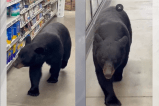 En video: un oso fue captado dentro de un supermercado en Nueva Jersey