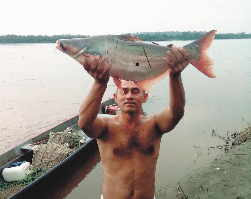 Ejemplar de pez basa capturado en el canal principal del río Magdalena en San Clara (Yondó). / Pescador Jairo Mora - Cortesía Fundación Humedales
