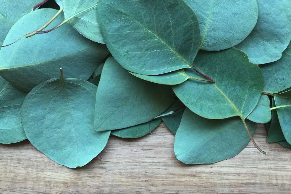 Fotografía de unas hojas de eucalipto puestas encima de una mesa de madera clara.