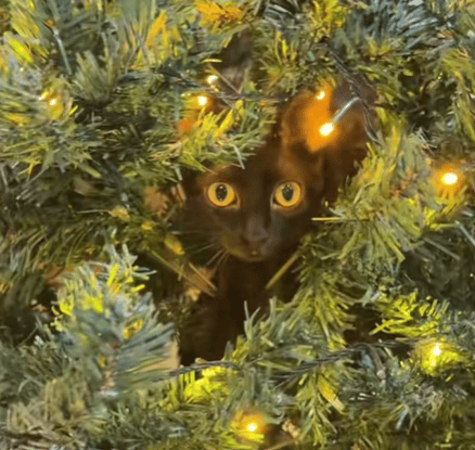 Gata en el árbol