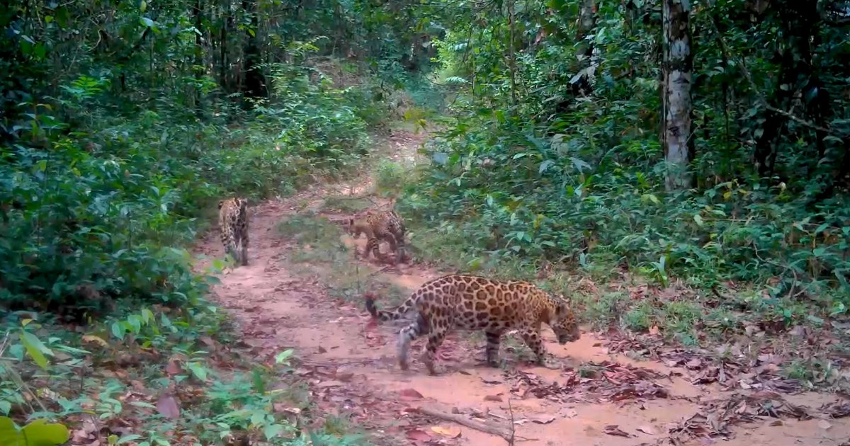 En video: captan una mamá jaguar con sus dos cachorros en la Amazonia colombiana