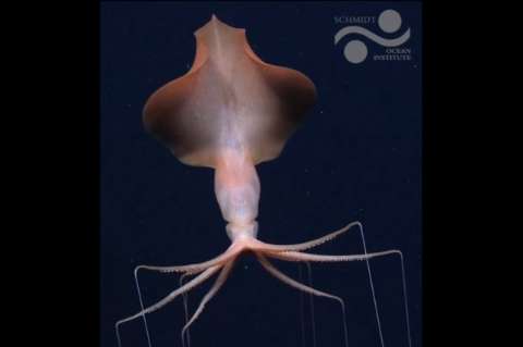 Avistamiento extremadamente raro: captan dos calamares a más de 4.700 metros de profundidad