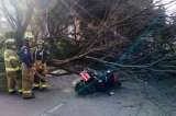 Árbol cayó sobre un motociclista en el centro de Bogotá