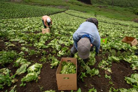 Reforma agraria por la puerta de atrás