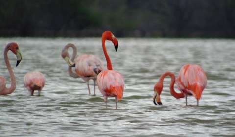 Así puede participar en la construcción del Plan de Acción de Biodiversidad de Colombia