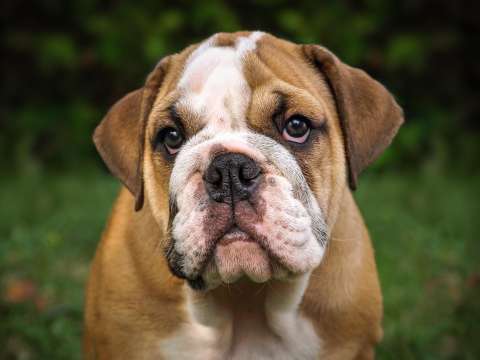 “No compres un bulldog”: estudio alerta sobre los riesgos de esta raza de perros