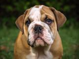“No compres un bulldog”: estudio alerta sobre los riesgos de esta raza de perros