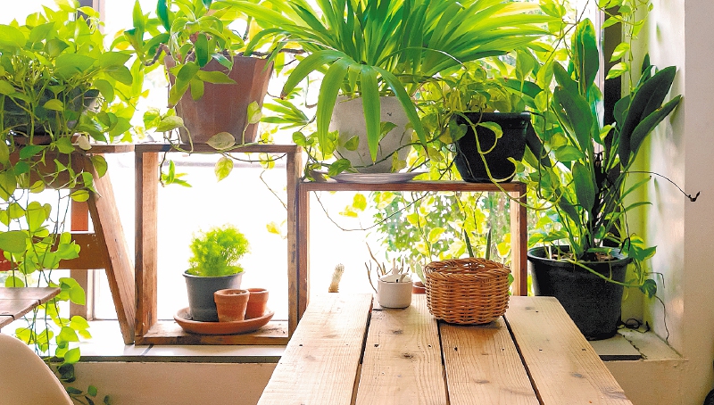 Table side the window and plants pot