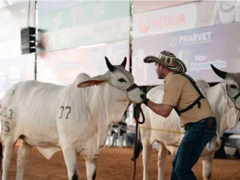 Prográmese para la Feria de Montería 2026: eventos y fechas