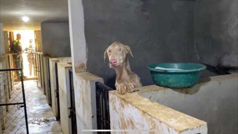 Se recaudaron 84 millones en Medellín con sanciones por maltrato animal: ¿qué harán con esto?