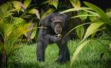 Todo listo para el traslado de Yoko, el último chimpancé en Colombia a Brasil