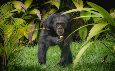 Adiós a Yoko, el último chimpancé en Colombia: así será su traslado a Brasil