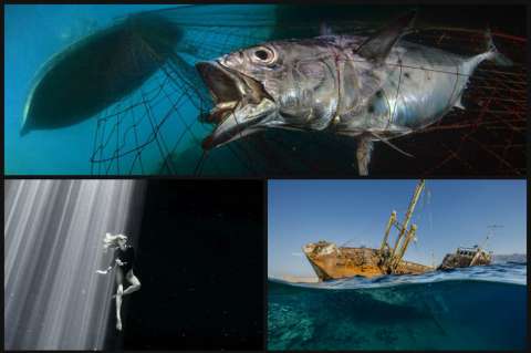 Conozca las fotos ganadoras del Fotógrafo Submarino del Año, el concurso que premia lo mejor del mundo marino