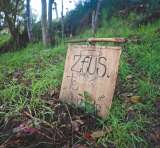 Abandono y maltrato, lo que hay detrás de las muertes de los perros en Pasquilla