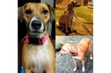 Buscan a Turka, una perrita criolla que se perdió en Bosa Naranjos, Bogotá
